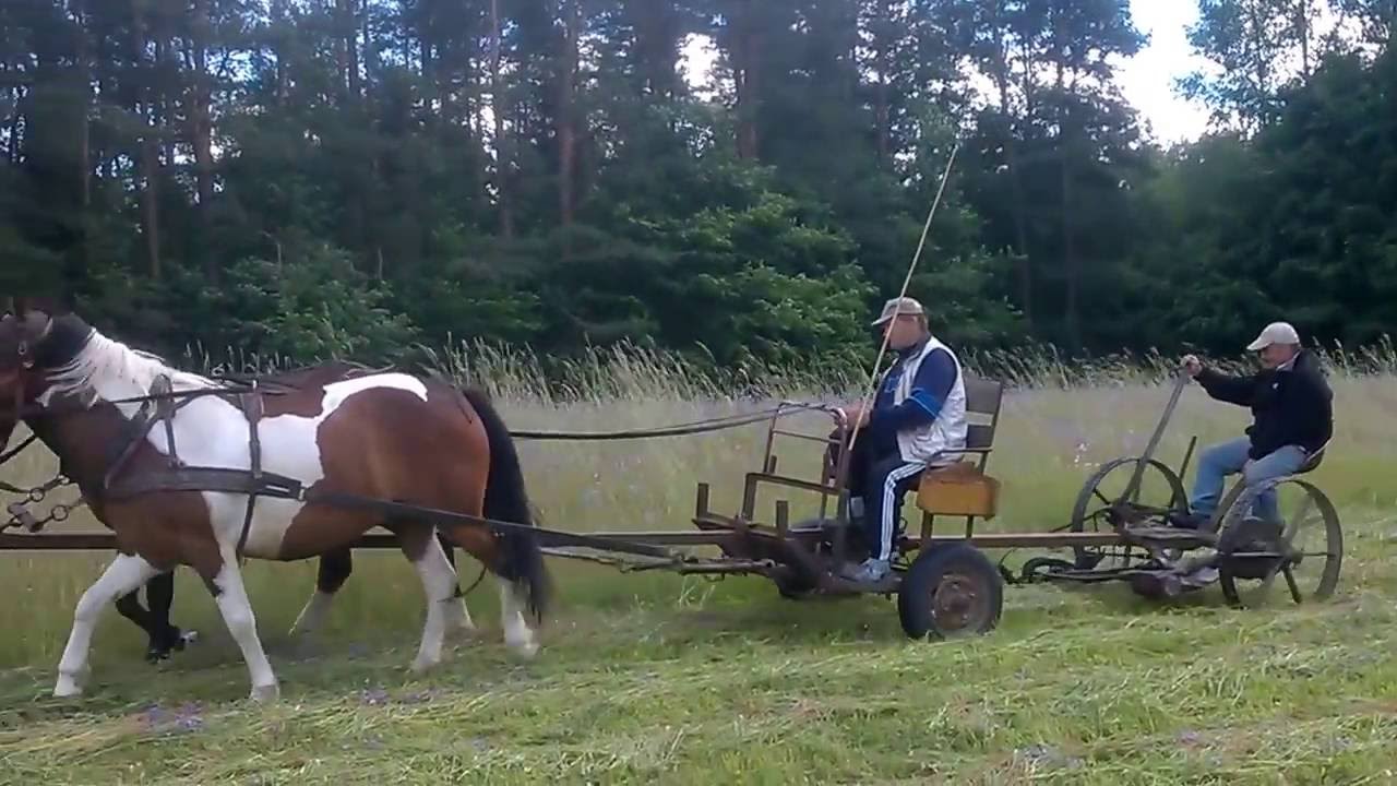 Konie w kosiarce konnej
