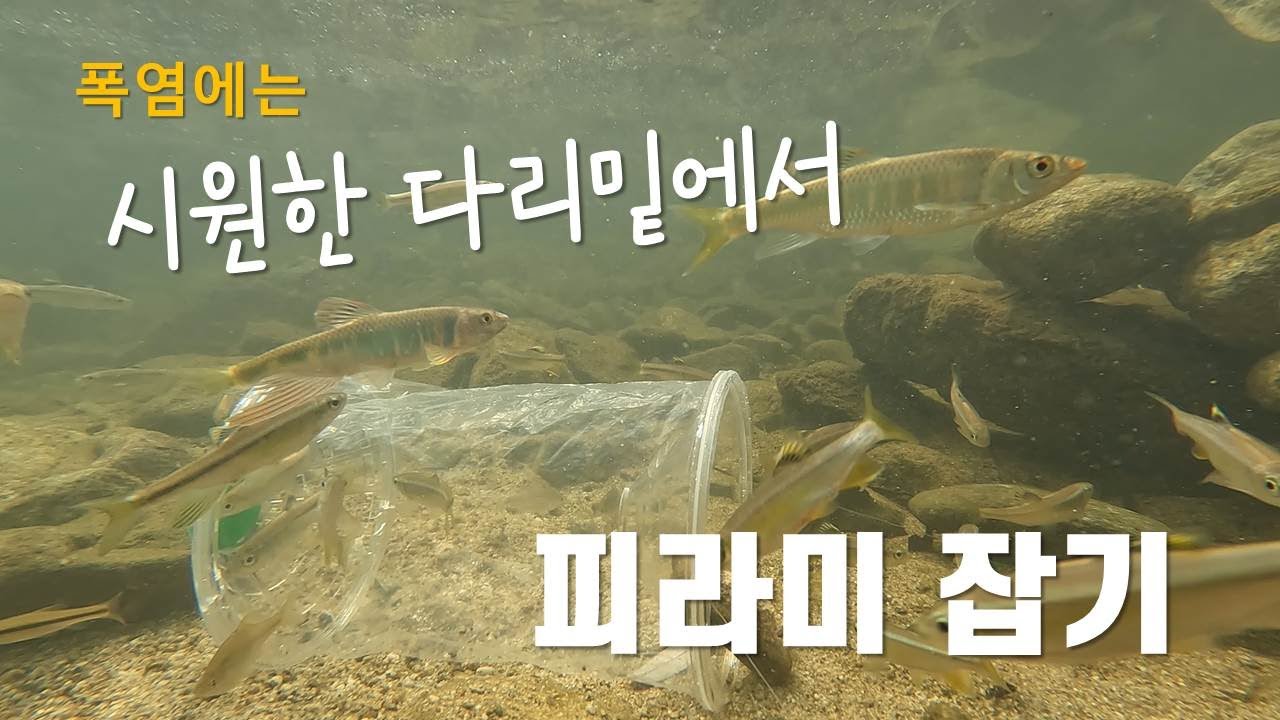 어항 놓아 피라미 잡기 #개울가 천렵#피라미#어항#어포기