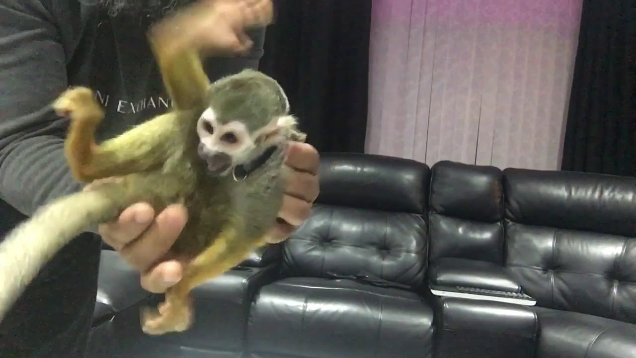 Winding Up Squirrel MONKEY. #chicothemonkey