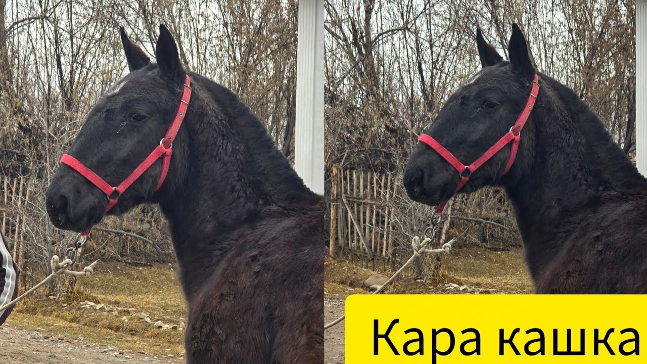 Кара кашка тай сатылат тел:+996 220 049 392.