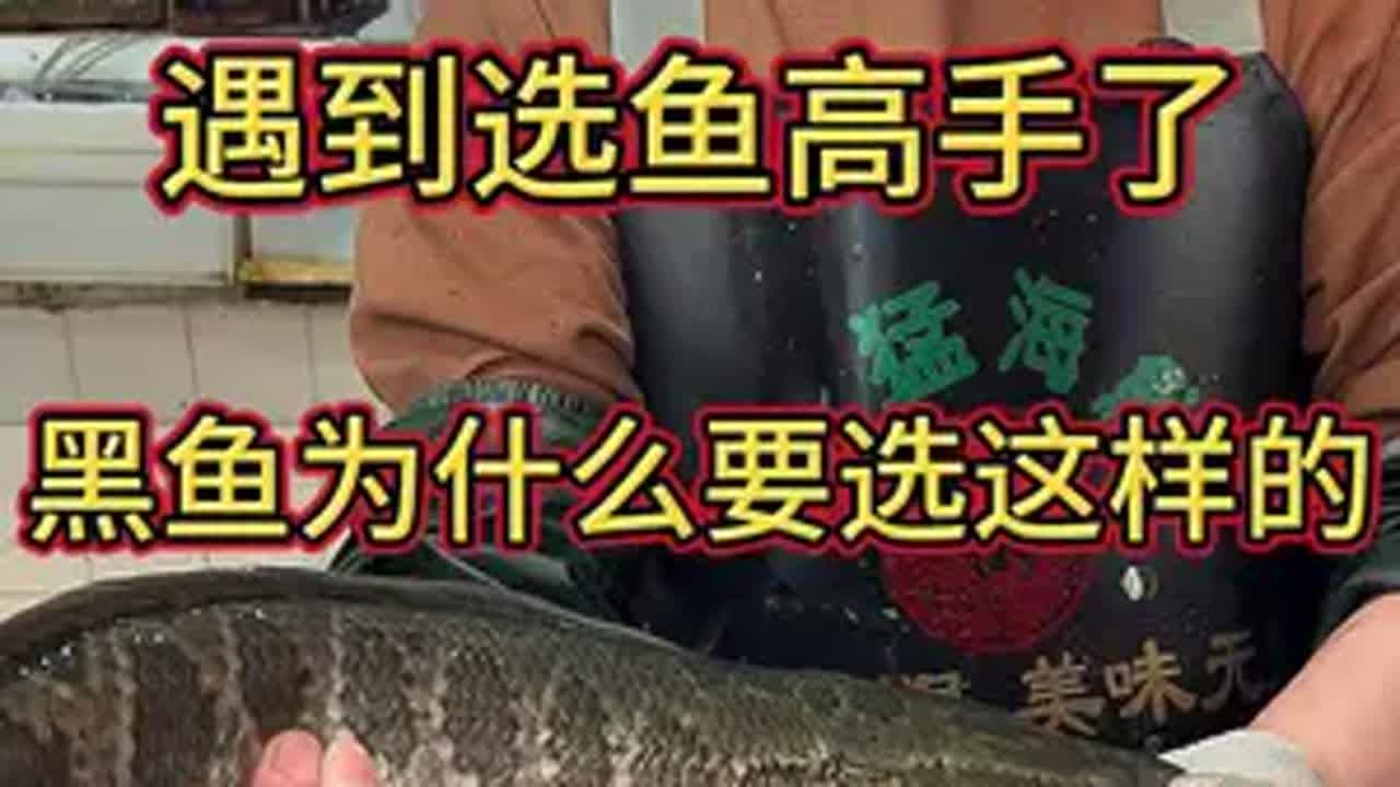 你们知道黑鱼为什么要选老身点的吗杀鱼技术 刀工 黑鱼