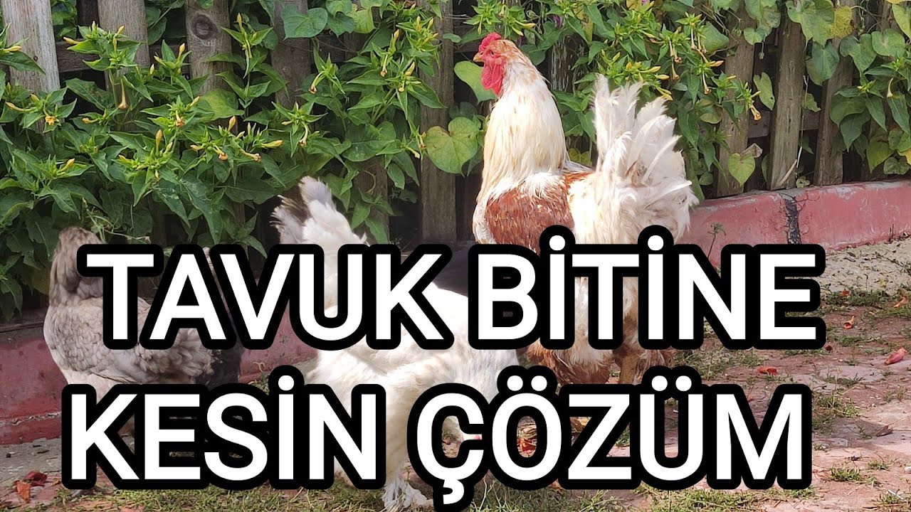 Tavuk Bitine Kesin Çözüm #canhiper #tavukbiti #bitilacı #haşere