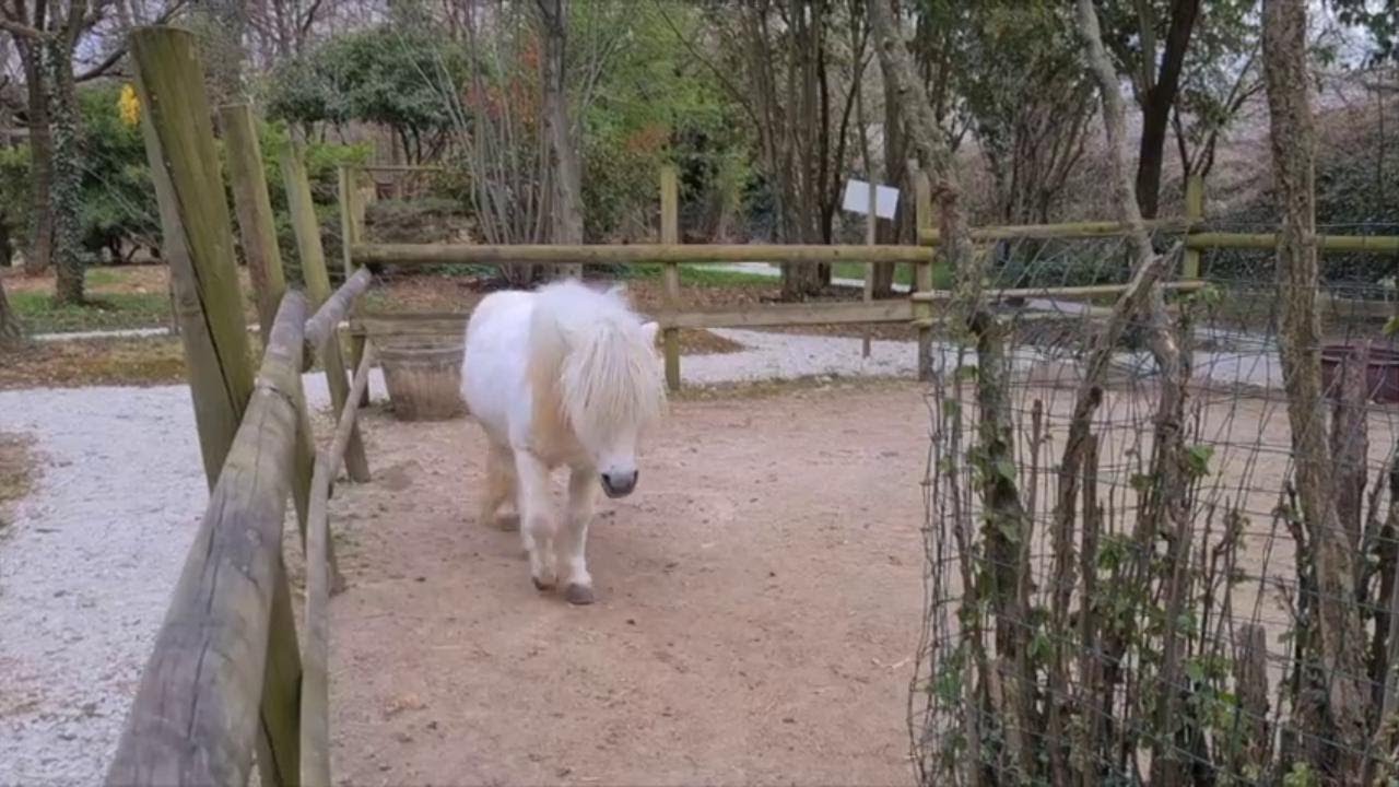 Il Bio Parco Noè di Montebelluna: 