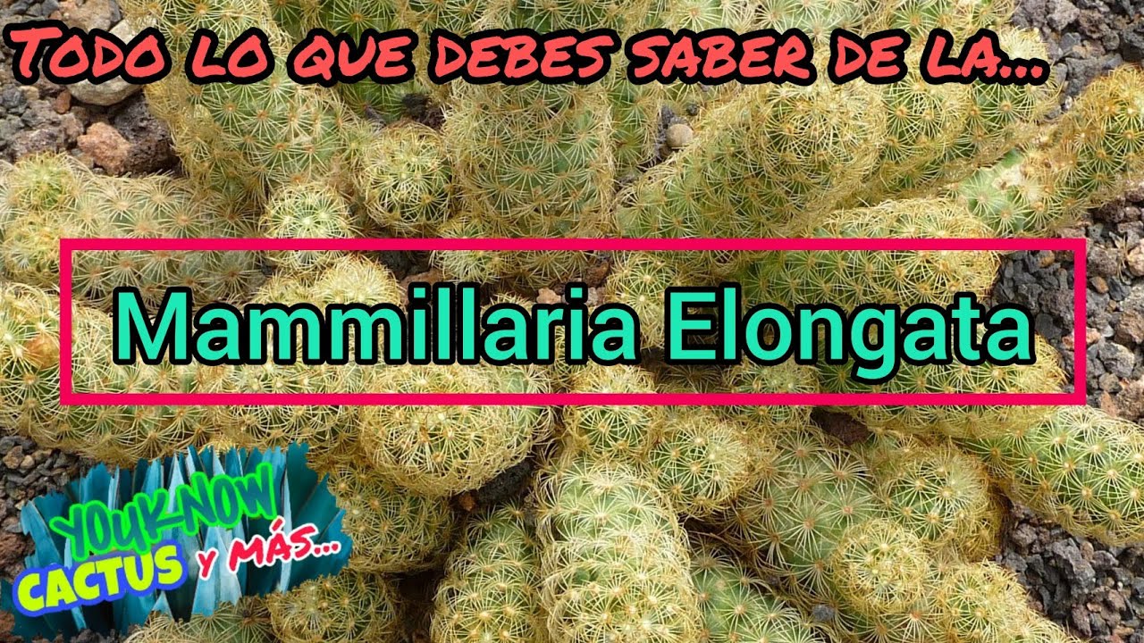 Mammillaria Elongata Características, Cuidados y Todo lo que debes saber ❤️🌵🐐