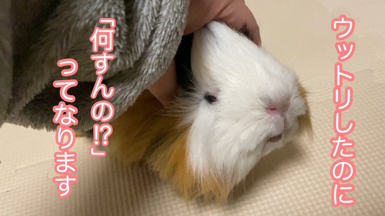 モルモット【突然！被害者面をするぷいぷい】Suddenly! Pui Pui plays the victim