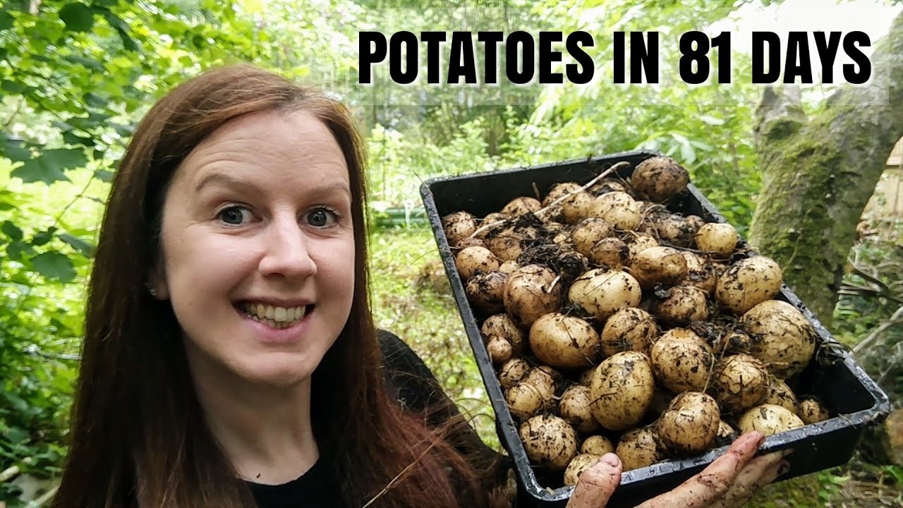 Harvesting Rocket First Early Potatoes | Raised Bed Grown Potato Reveal Allotment Garden