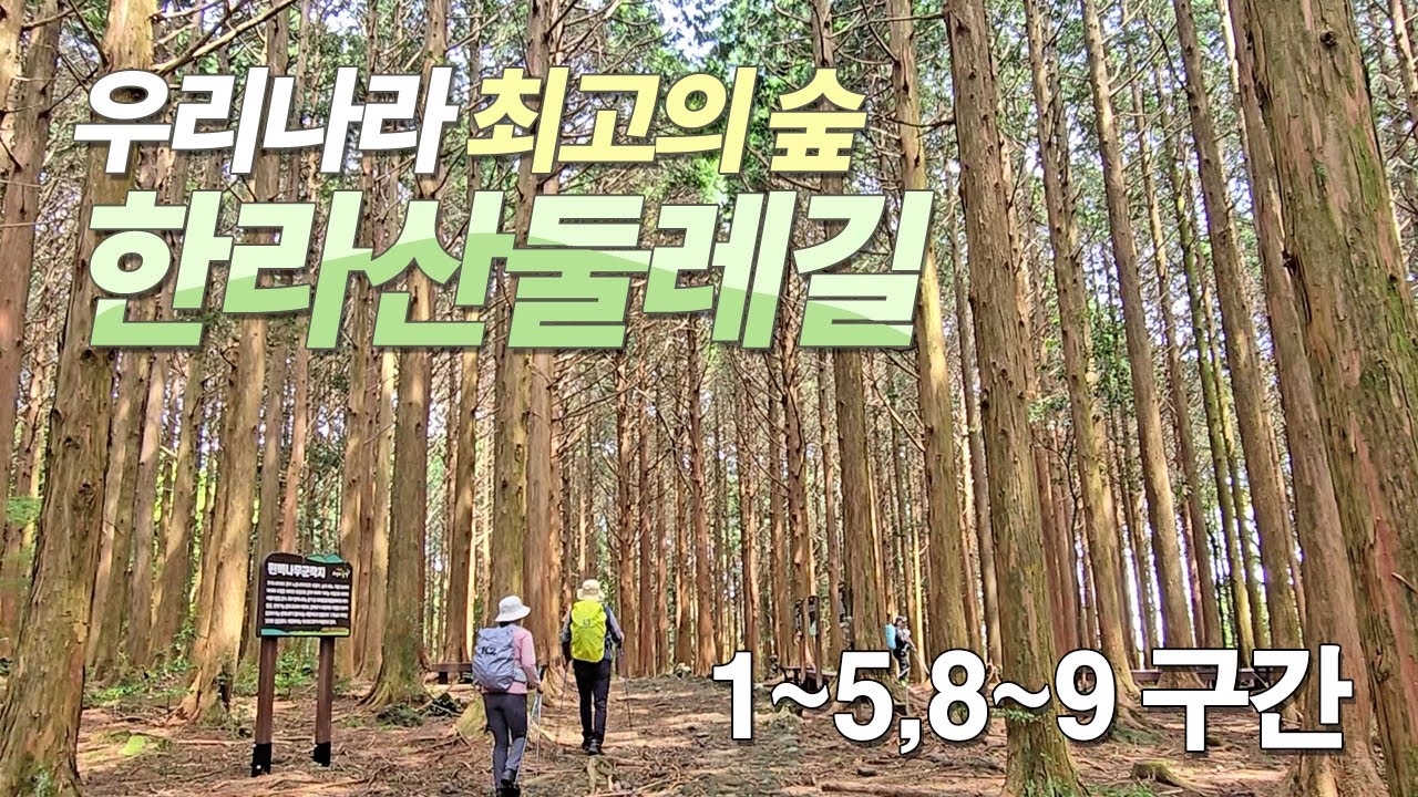 🥇우리나라 최고의 숲은 어디에? 📢 제주 한라산둘레길 족집게 구간 정보 1~5구간 8~9구간 30분 가이드 🚩 6구간 시험림길구간 5월 15일부터 개방 촬영일 25/5/1~4