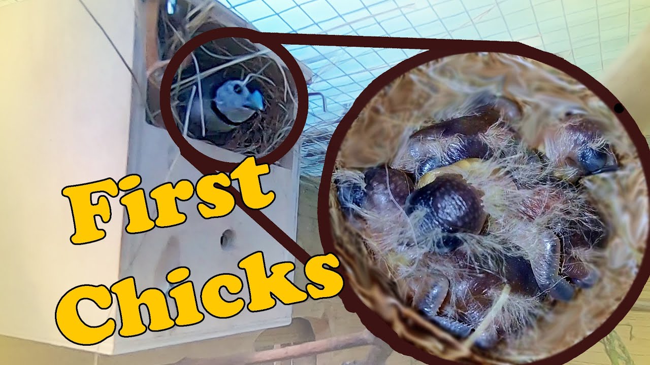 Finally Some FINCH Chicks And QUAIL Chicks