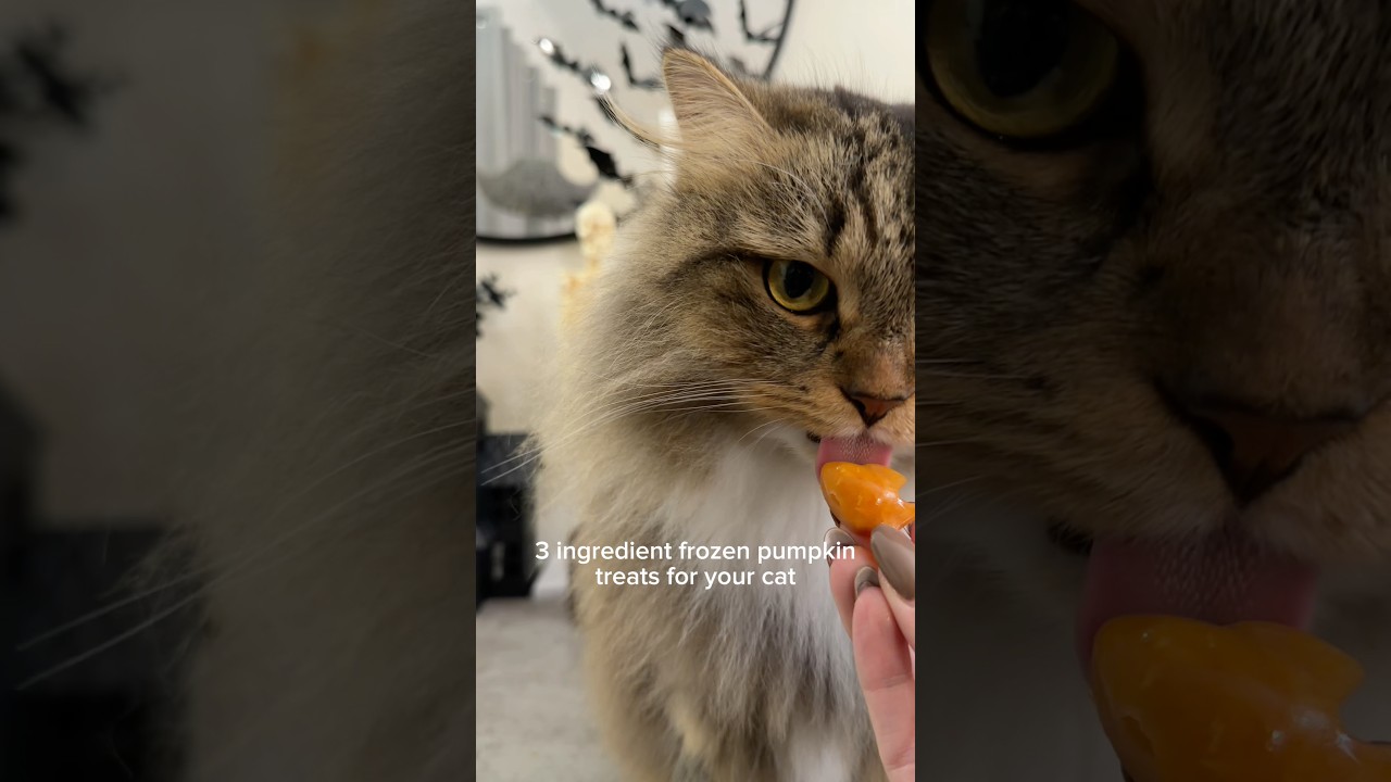 This is your sign to make frozen pumpkin treats for your cat 🎃 