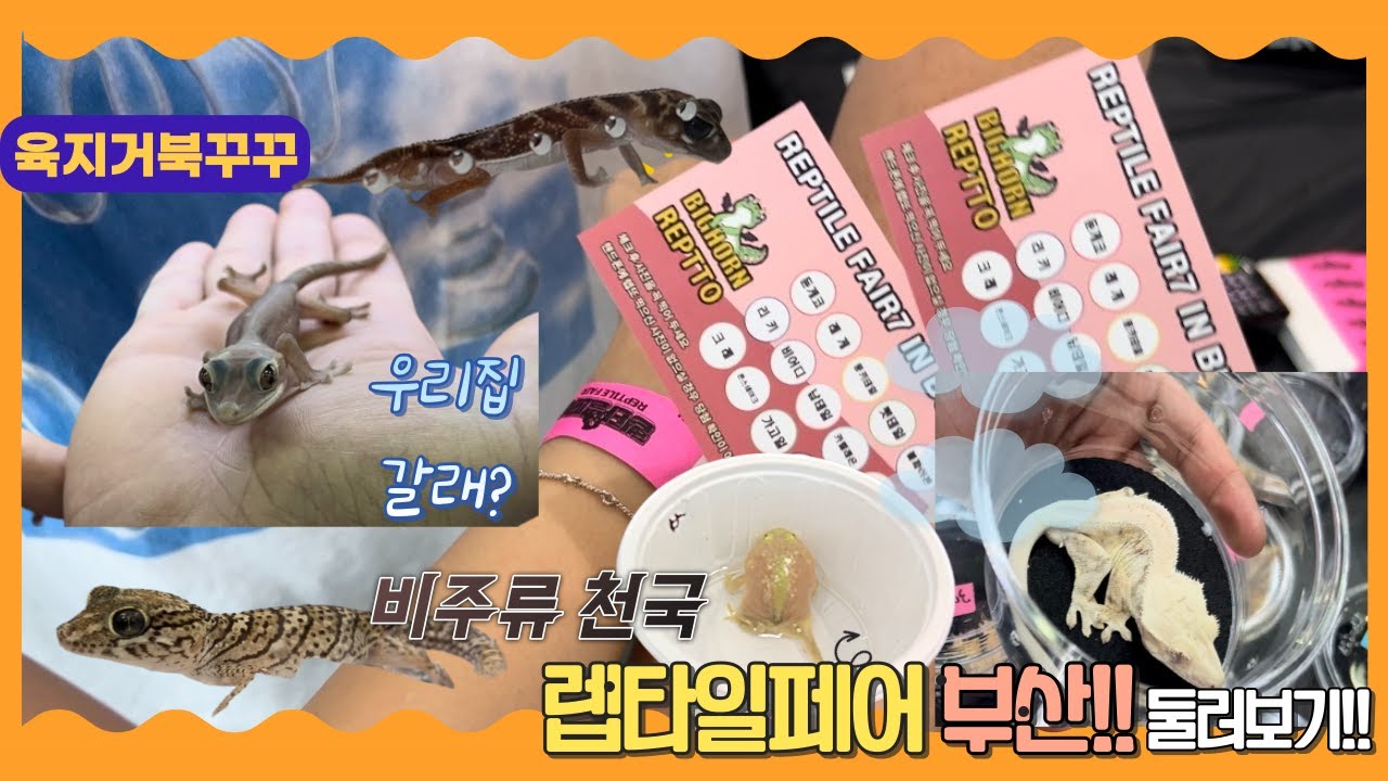 부산 파충류박람회 렙타일페어 구경 / 새가족이 이렇게나 많이?