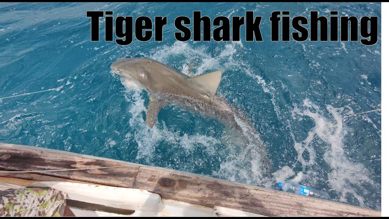 Epic Tiger Shark Fishing: Cape Verde's Ocean Giants!
