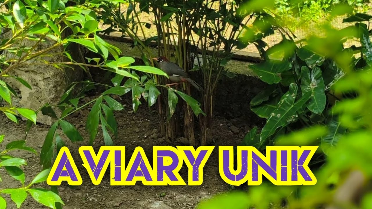 aviary minimalis & unik