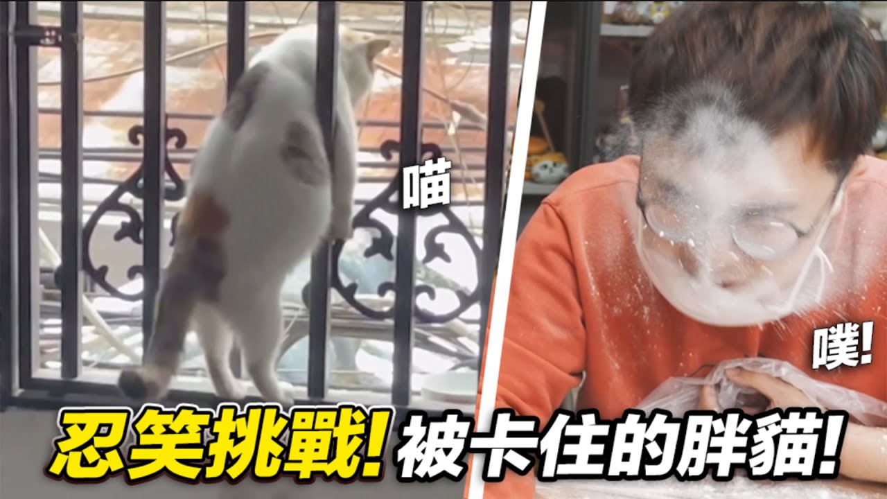 【忍笑挑戰！被卡住的胖貓！】志銘與狸貓