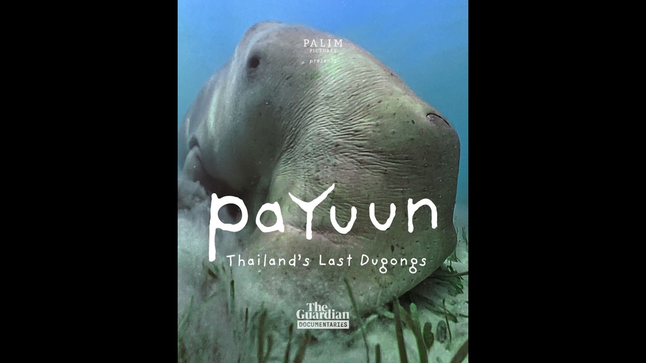 2026.02.12 FCCT Thailand’s dugongs in danger of extinction -- confronting a crisis