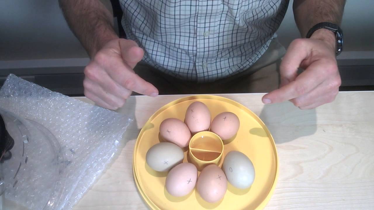 Brinsea Mini Eco Egg Incubator  clip 4   Setting and turning eggs