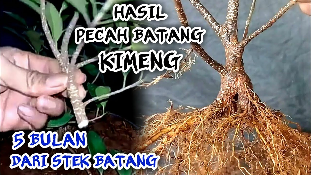 Pecah Batang Kimeng Hasil Stek Batang Bonsai Kimeng 5 Bulan