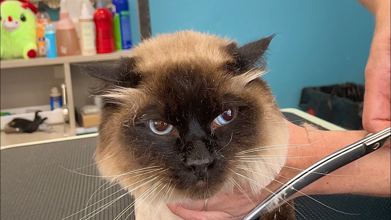 Long Haired Siamese? | Balinese Cat Grooming