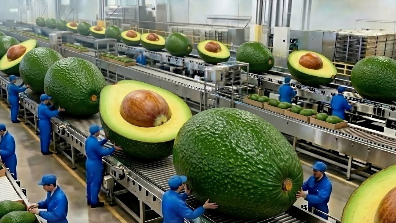 Inside the Avocado Spread Factory | From Fresh Avocados to Creamy Spread