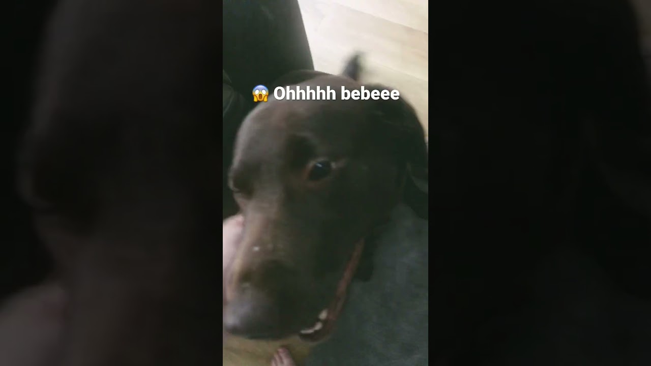 I stepped on her tail 😢.                   #viral #ytshorts #cutedogs #puppies