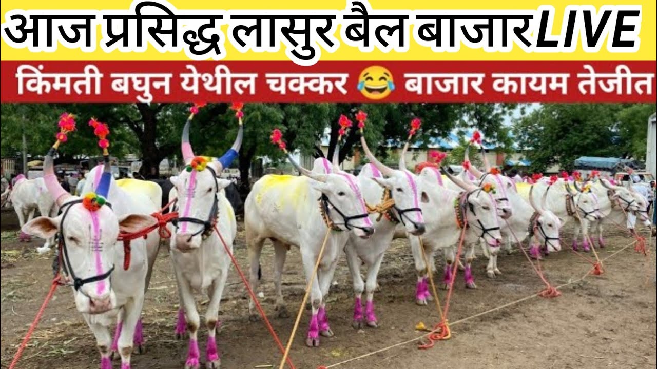 लासुर स्टेशन बैल बाजार|लासूर स्टेशन बैलबाजार व्हिडिओ|संभाजीनगर फेमस बैल बाजार|lasur bail bazar|