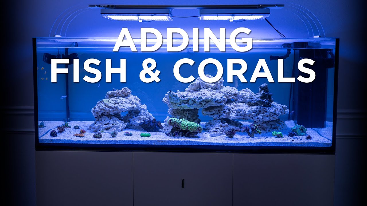 The ELOS Dream Tank Gets Fish & Corals, GHL Controller & Top Lids (Episode 5)