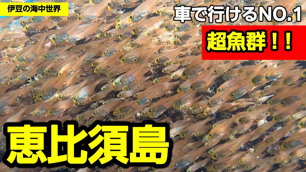 恵比須島のシュノーケリングポイント 車で行ける伊豆No.1でハタンポ天国