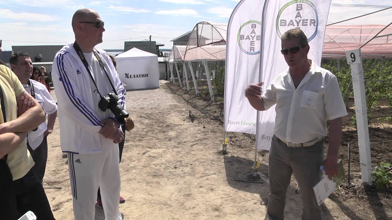 Малина в ЛПХ Павливские, крытый малинник. Отчет с семинара 