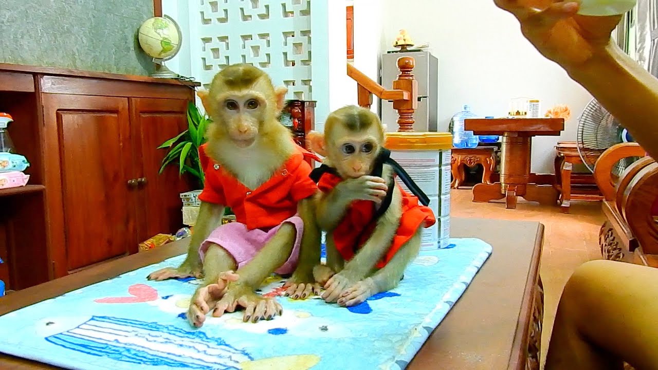 Obedient baby monkey Polee & Julie good behave sit wait milk