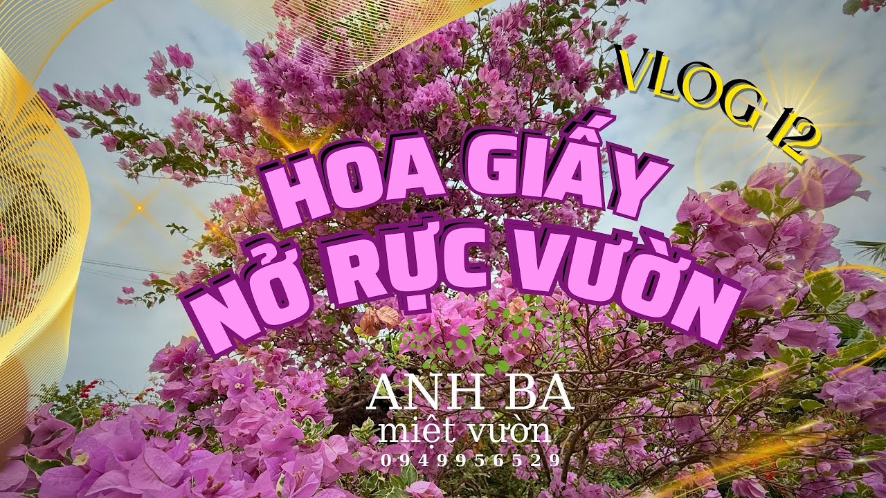 [Vlog 12]- BẤT NGỜ HOA GIẤY NỞ RỰC RỠ CẬN TẾT- Anh Ba Miệt Vườn 0949956529