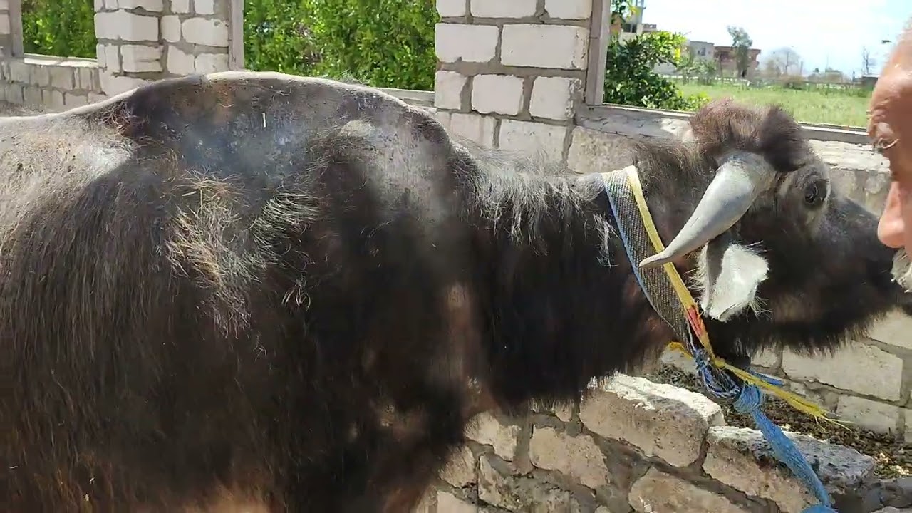 التعامل مع الحيوانات  عند حقن الادويه  ادويه  تحت الجلد والعضل في حيوان غير هادي