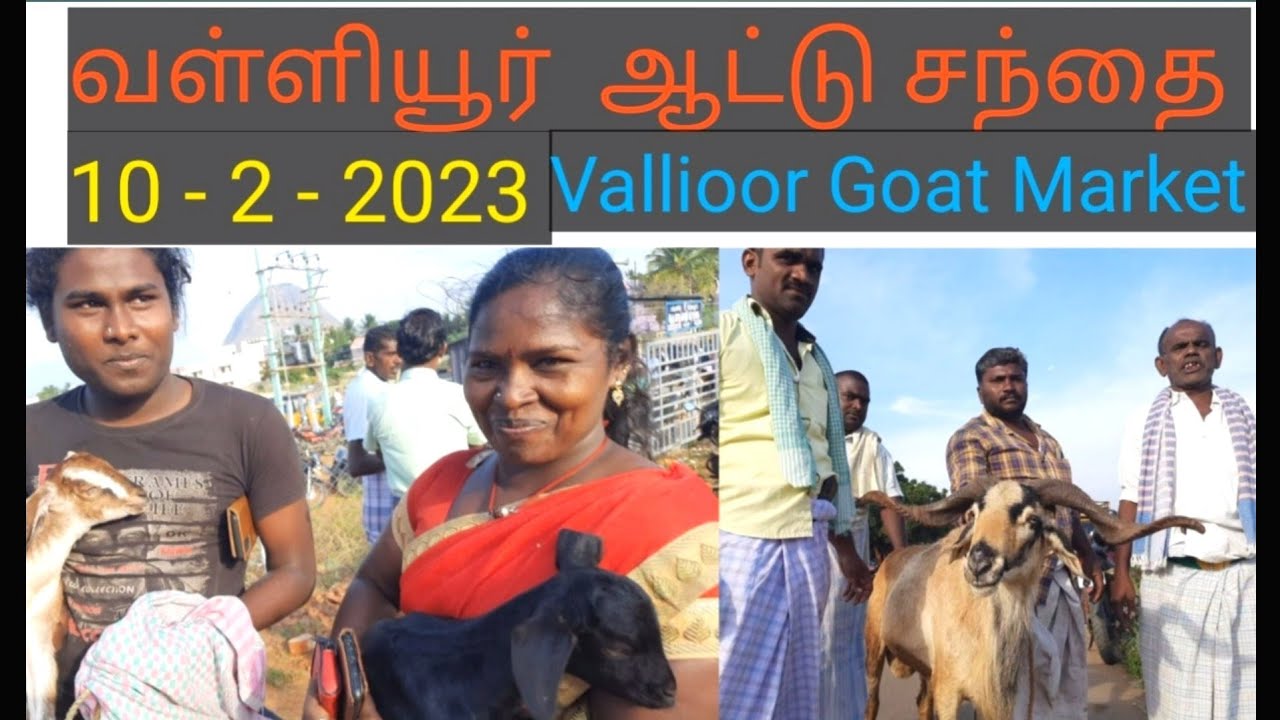 10 - 2 - 2023 / வள்ளியூர் ஆட்டு சந்தை / Vallioor Goat Market  / @tamilvivasayi