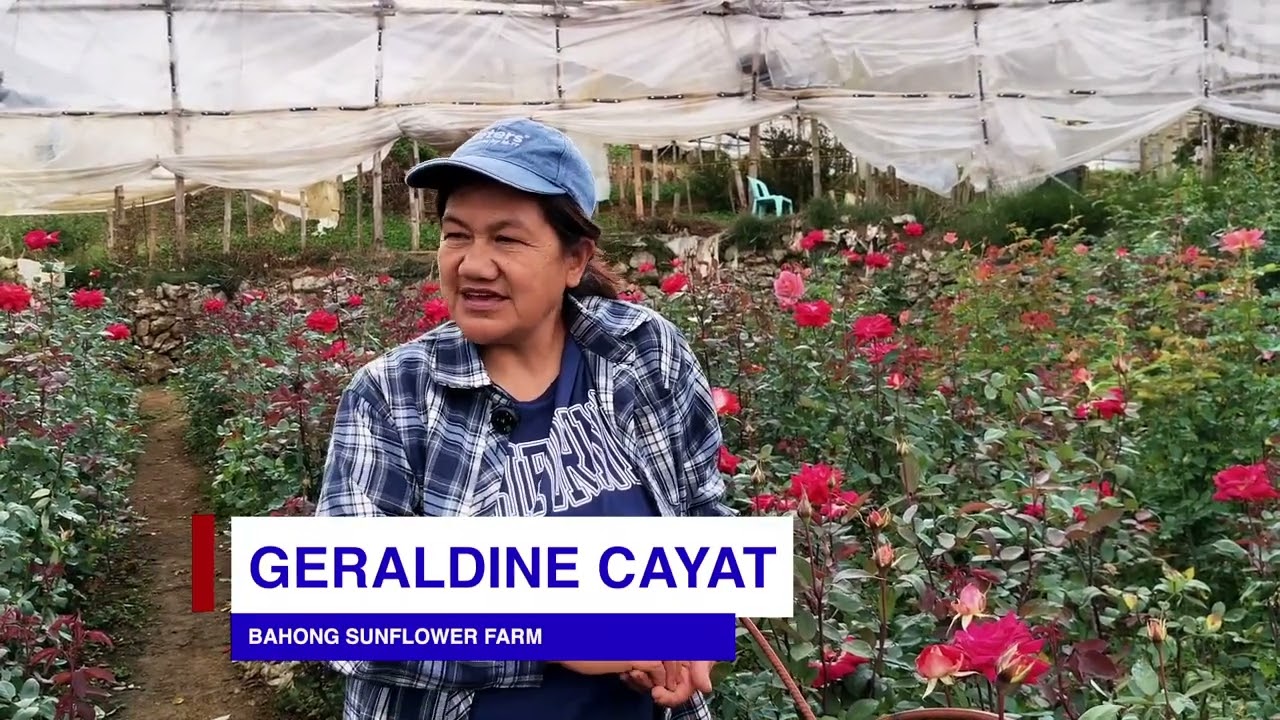 #PIANews | Iba't ibang bulaklak, tampok sa Bahong Sunflower Farm sa La Trinidad, Benguet