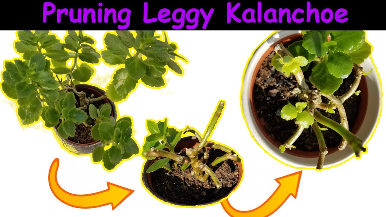 Reshaping My Leggy Kalanchoe (Hard Pruning) to Encourage a Bushier Look with 2-Week Update