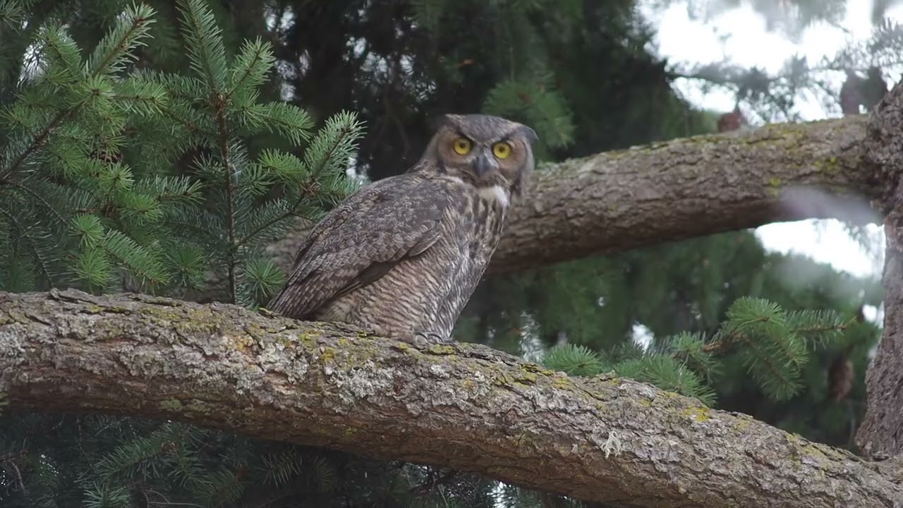 Head-bobbin' great horned owl