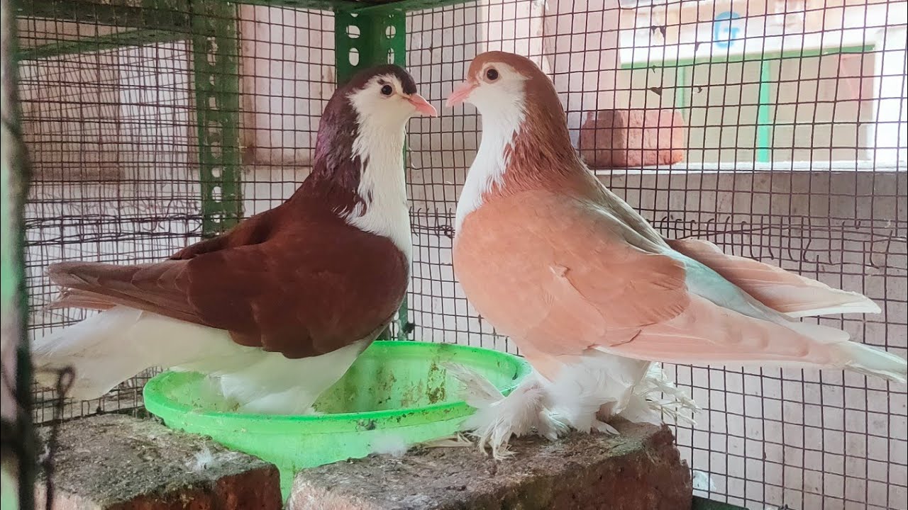 Lahori#pigeon#siraji# sel 9687887205 call zalabapu bechraji Gujarat