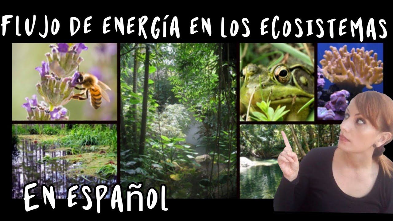 FLUJO DE ENERG&Iacute;A EN LOS ECOSISTEMAS. EN ESPA&Ntilde;OL. #educaci&oacute;n #ciencia #cienciasnaturales