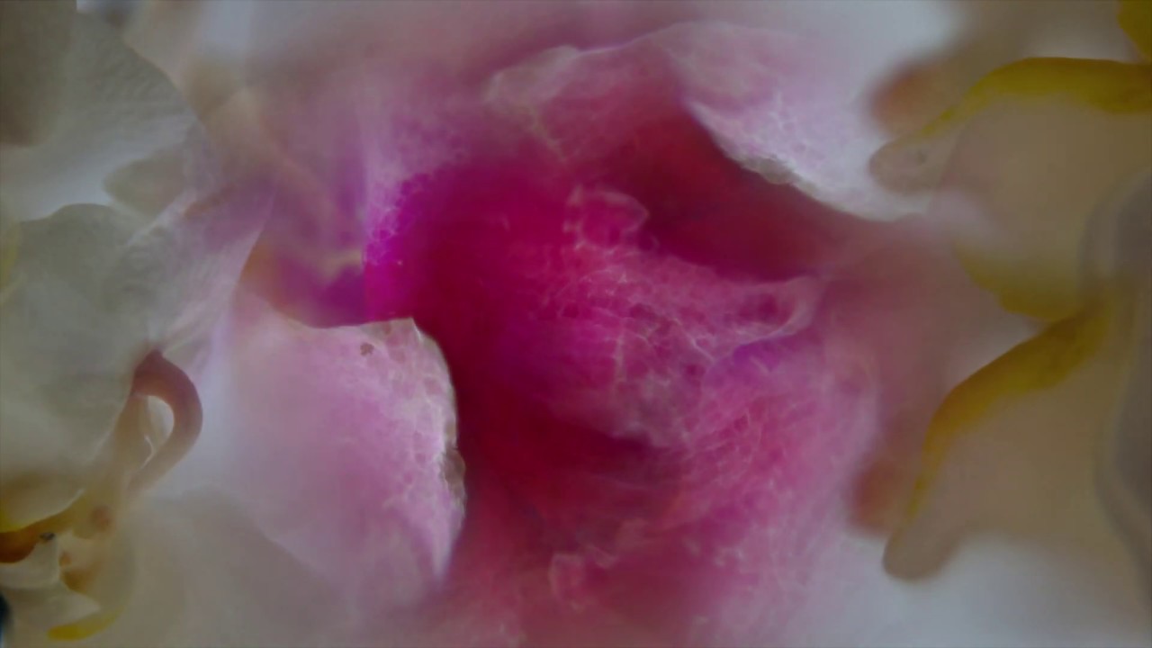 AMAUROSIS - Trailer