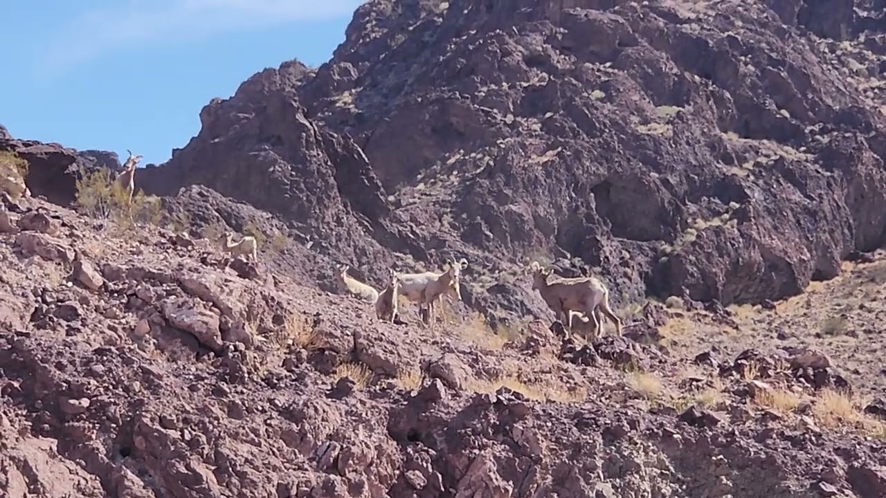Cuteness alert,  Bighorn lambs playing