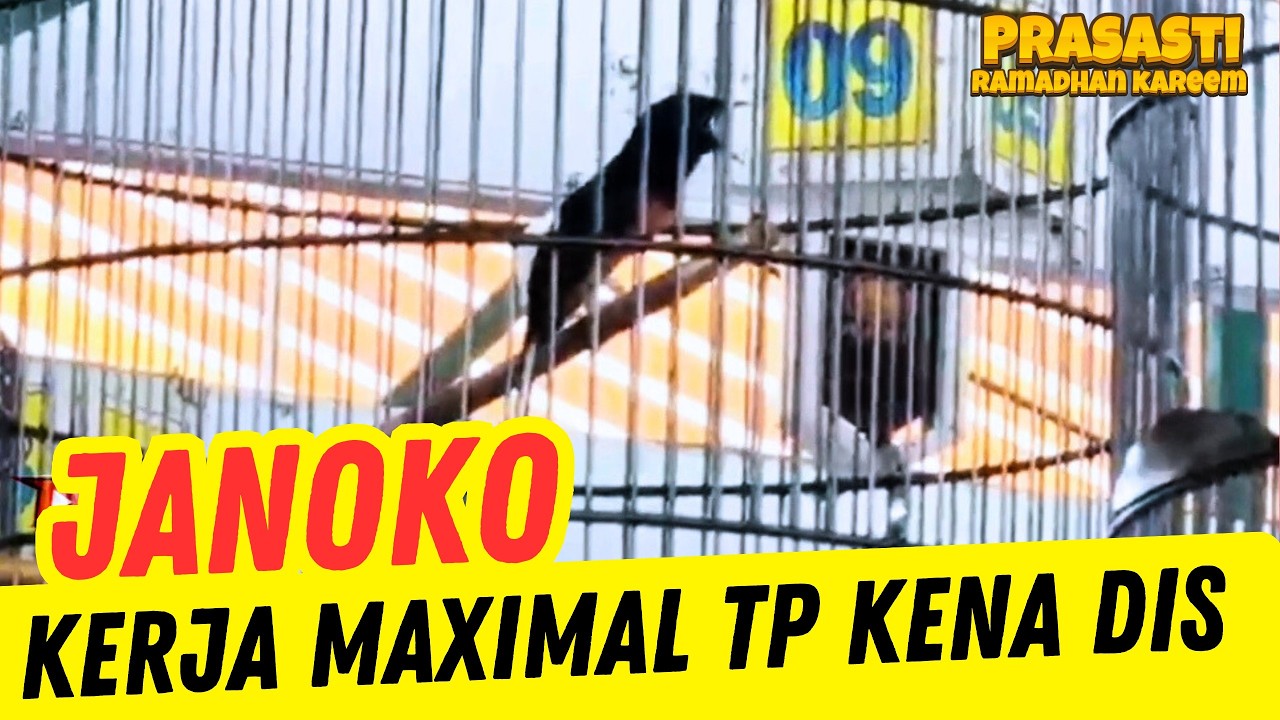 UDAH ENAK ‼️ EH MALAH TERJUN MURAI JANOKO di PRASASTI