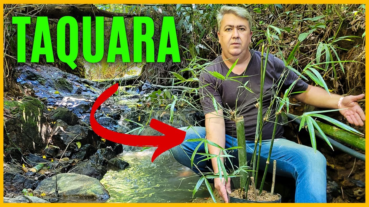 TAQUARA | Como fazer MUDAS + uso no nível de mangueira de água
