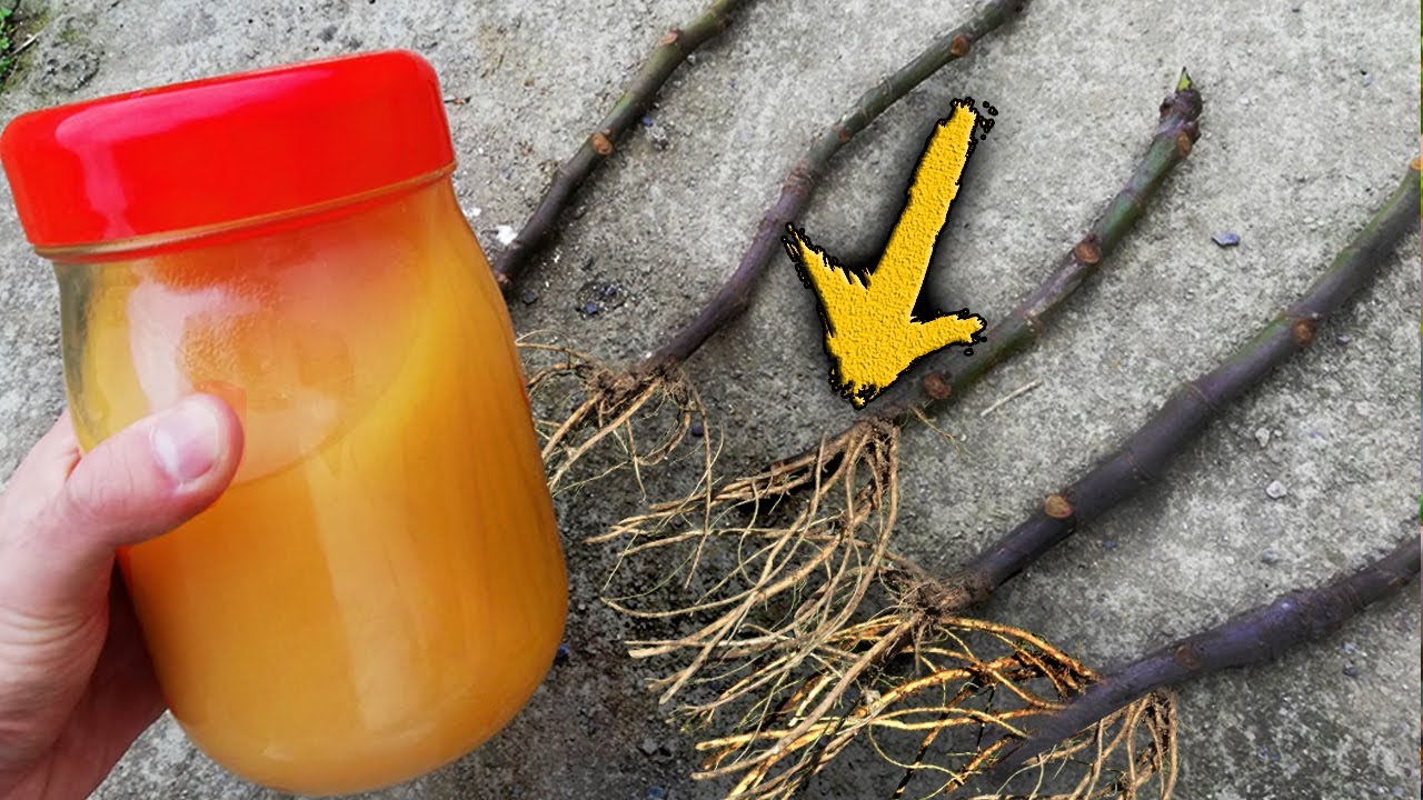 ENRAIZA Cualquier RAMA o ESQUEJE RÁPIDO | Enraizante CASERO Natural | ÁRBOLES Frutales y Cítricos