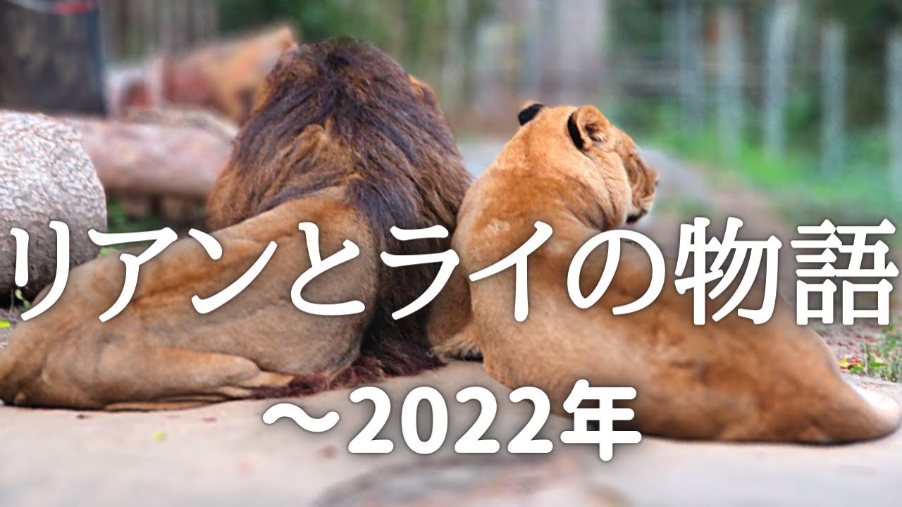 リアンとライの物語　二頭のライオンが歩んできた長い道のりと出会い　2019年～2022年