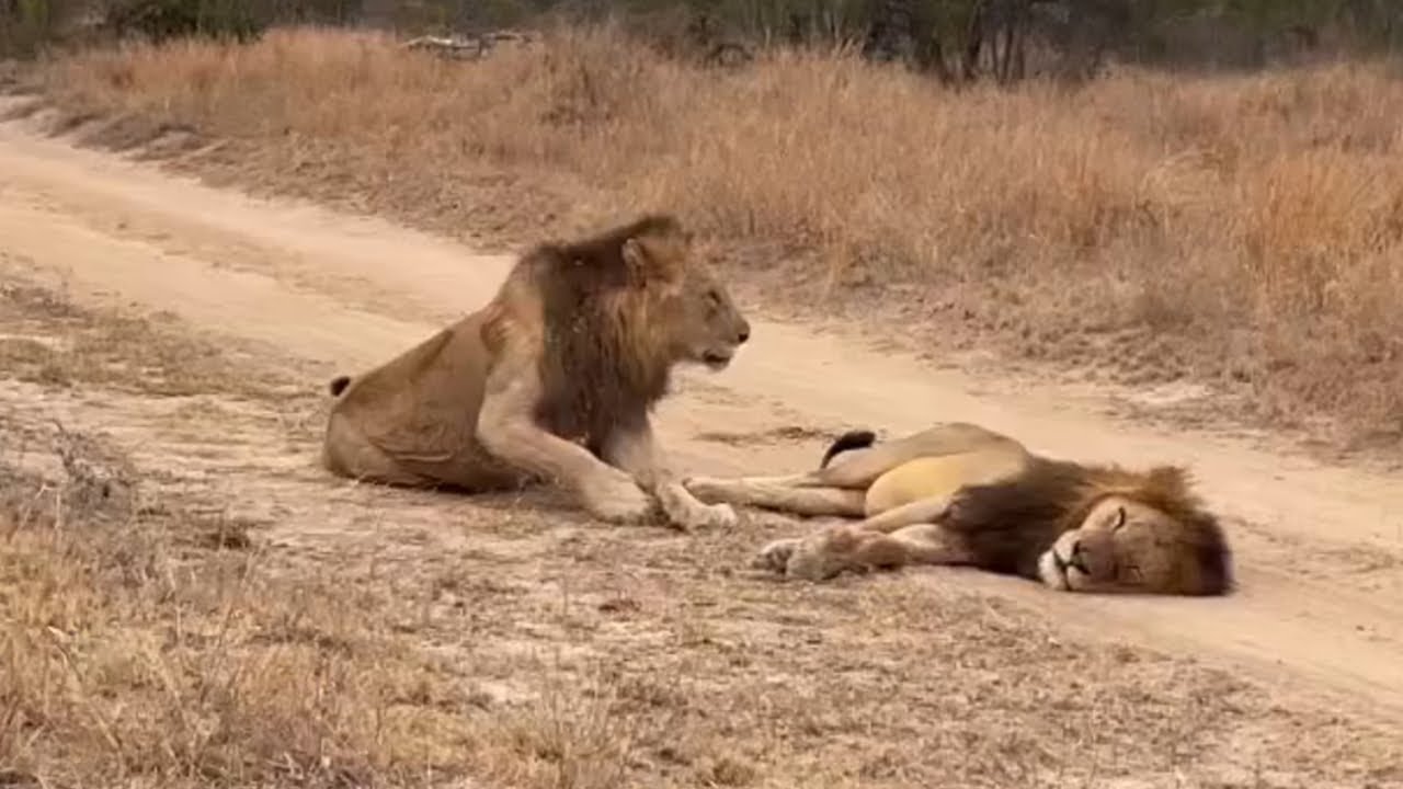 Southern Avoca Male Lion found with Kruger Male | 19 September 2024