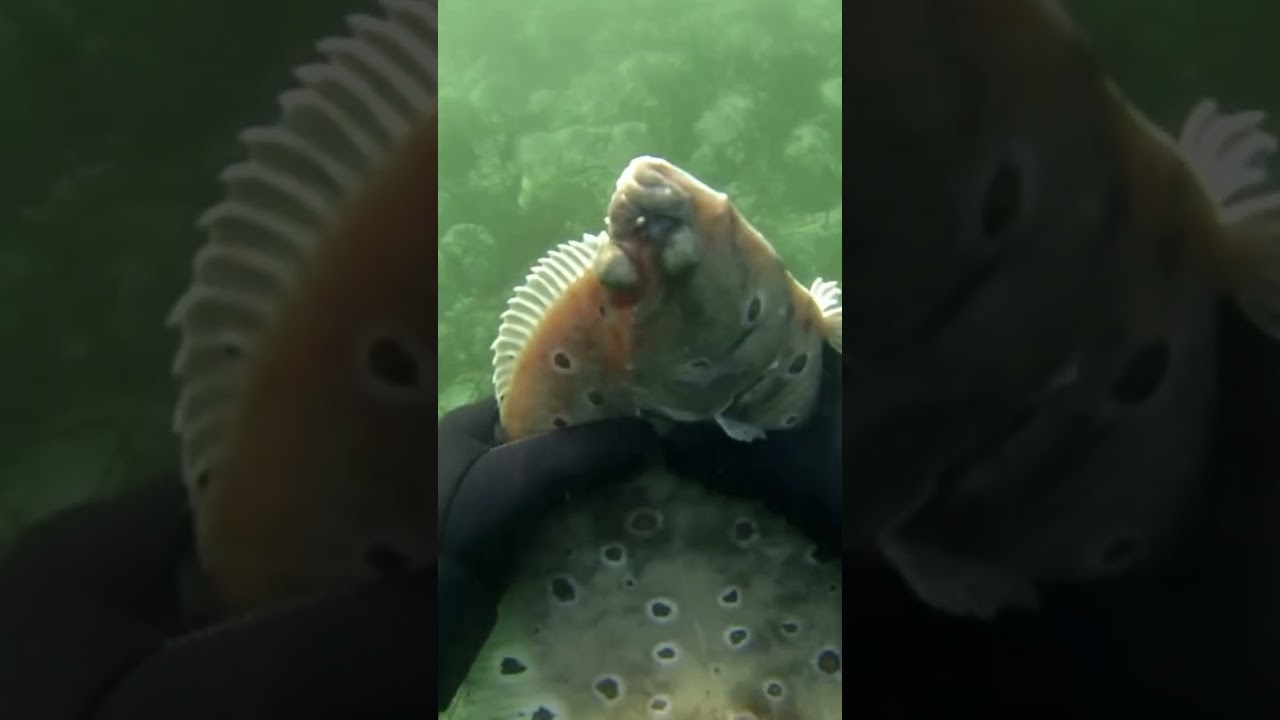 R&oslash;dspette /  plaice