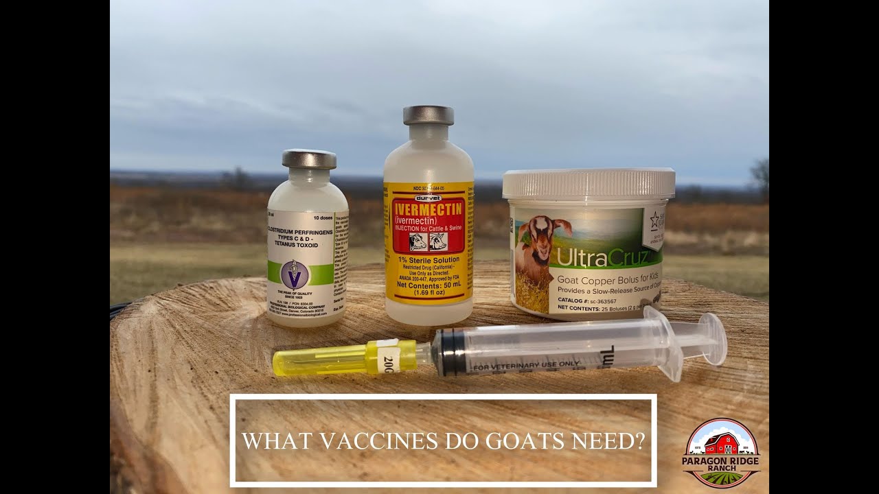 What Vaccinations do your GOATS need? Learn how to Dose & Administer CD&T~ Copper Bolus Pill~ Wormer