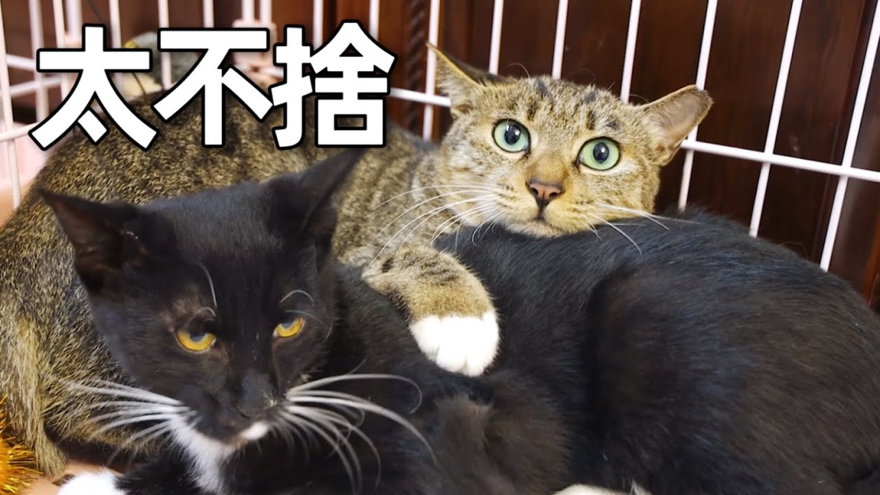 得知明天會被送走，流浪貓媽把寶寶緊緊護在了懷裡｜李喜猫