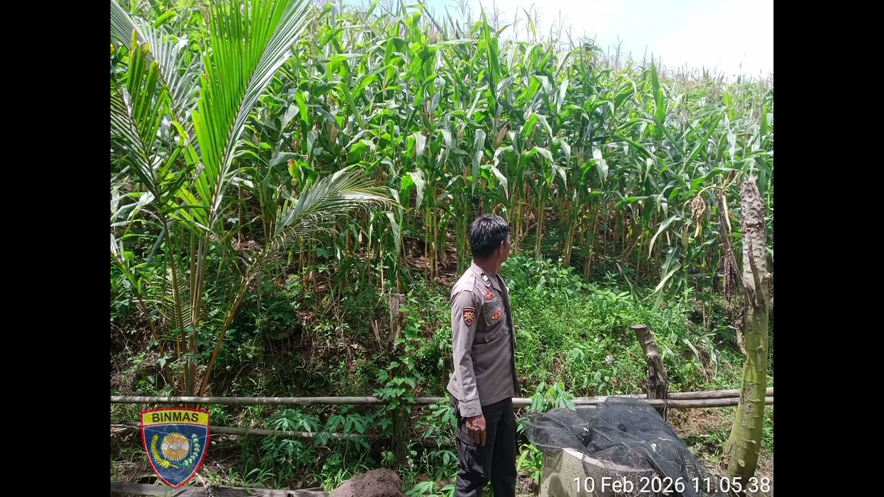 Polri Hadir di Lahan Pertanian, Bhabinkamtibmas Tellumpanua Pantau Jagung Warga