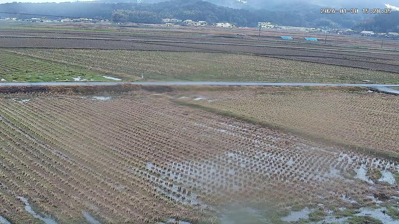 【島根の田んぼ】田んぼの様子をライブ配信中！２４時間いつでも確認できます！｜自然 田舎 緑 癒し 島根県 八なお米穀店（はなお）