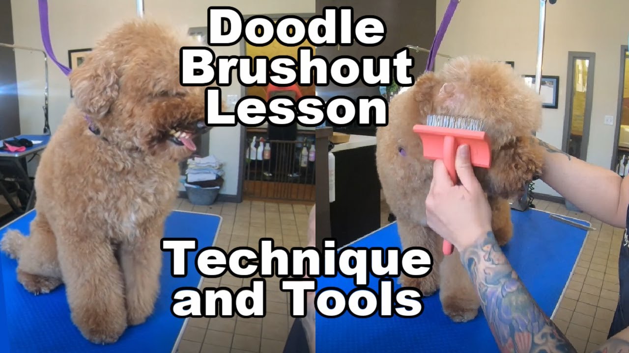 Doodle Brushing Lesson | Bathing a Nervous Nelly