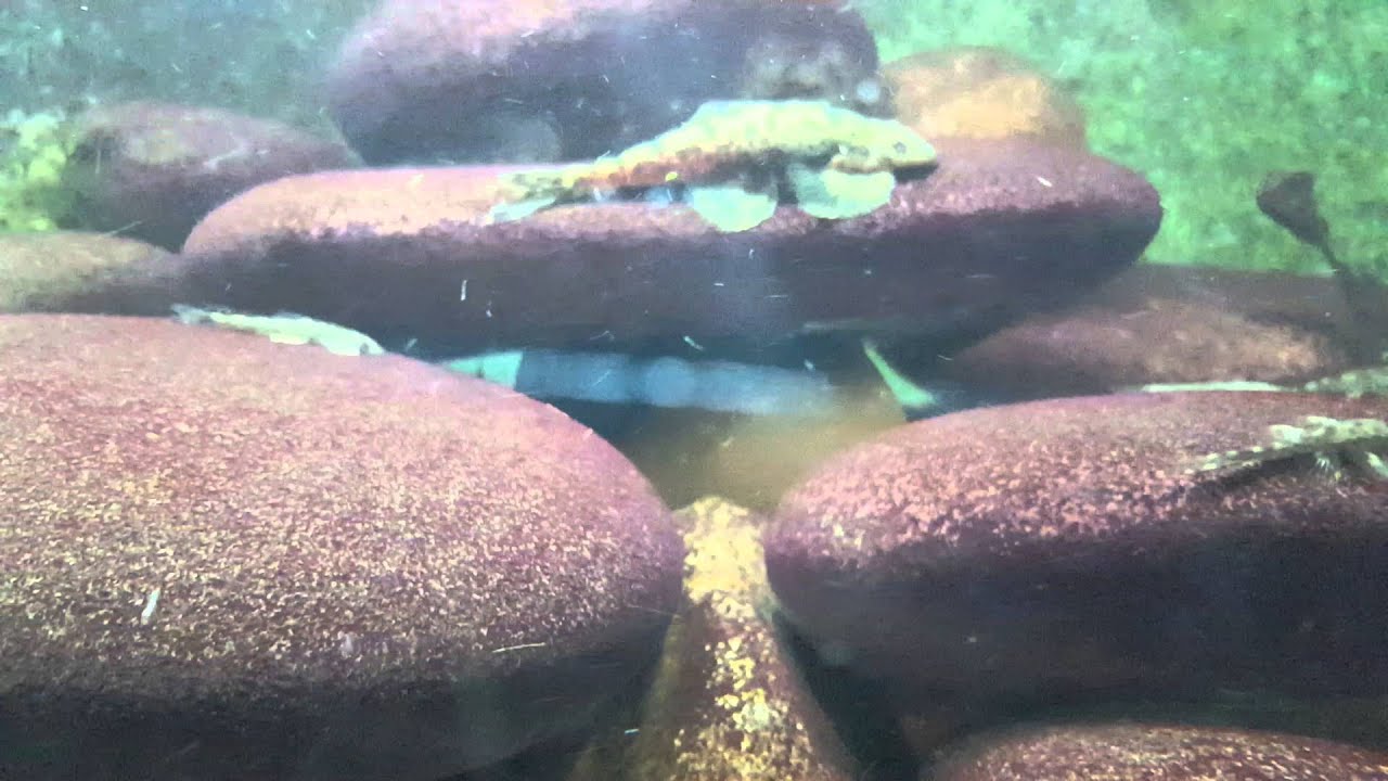 Balitora sp. Balitora mysorensis and Bhavania australis in the hillstream tank